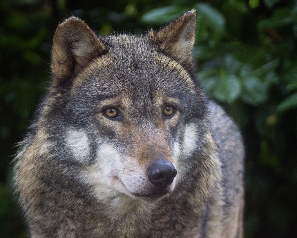 New pack discovered in California's Sierra Nevada sparks hope for